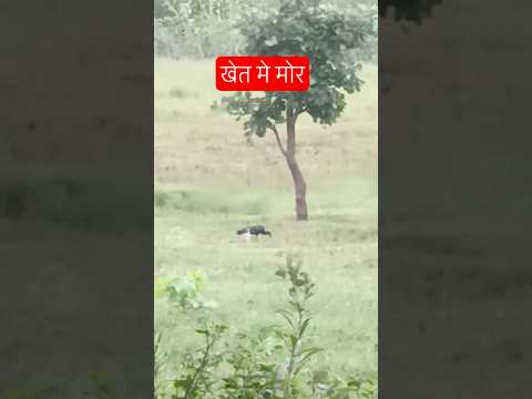 खेत मे मोर #nature #shorts #trending #ytshorts #theshuklasisters