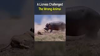 A Lioness Challenged the Wrong Animal1