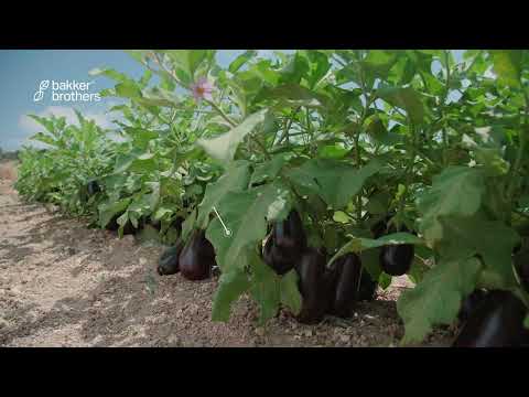 Bakker Brothers - Hybrid Eggplant ‘Vidal’