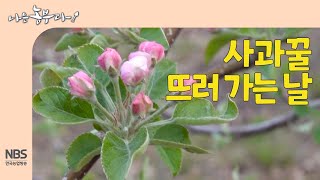 [나는농부다 247회] 사과꿀 뜨러 가는 날