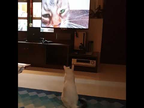 cat watching cat video