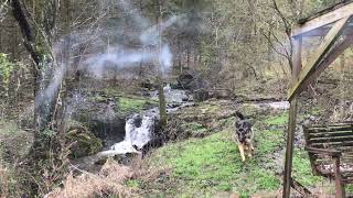 German Shepherd Waterfall! Romping like kids #shorts