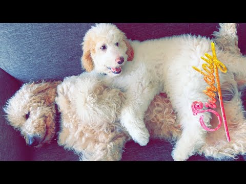 Golden Doodle with Puppy,Golden Retriever | LA,NYC trips