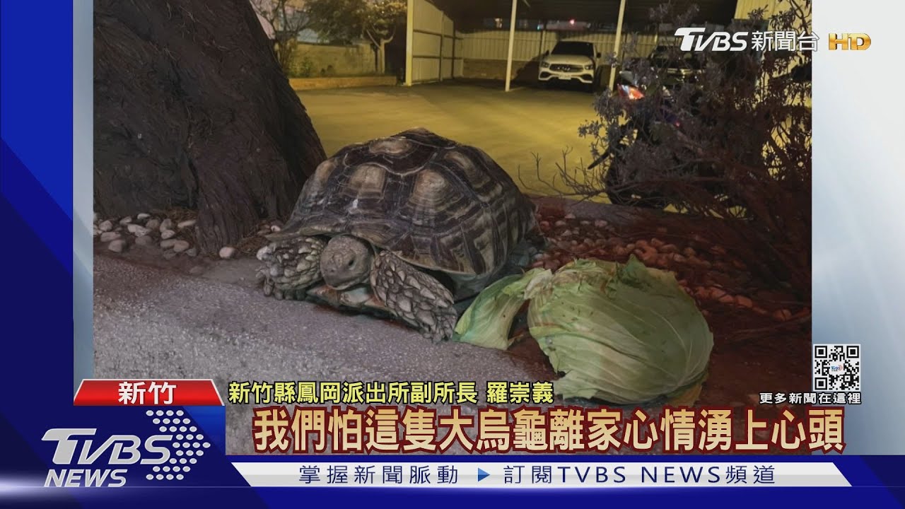 誰家的?! 民眾驚見「蘇卡達象龜」逛大街