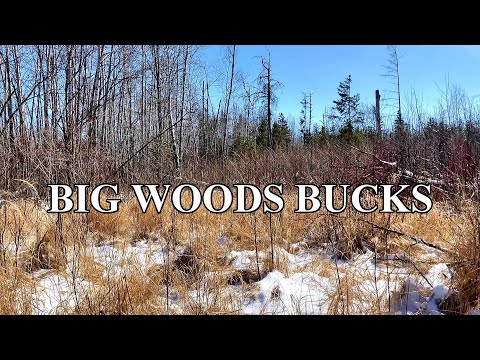 Low Deer Density, Big Woods Hunting Strategy [3 Step Success]