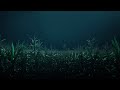 Lost In Cornfield During Heavy Thunderstorm Calm Before The Storm 3 HOURS