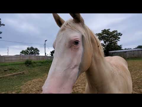 Spunky 2021 Snipers Smoking Gun filly