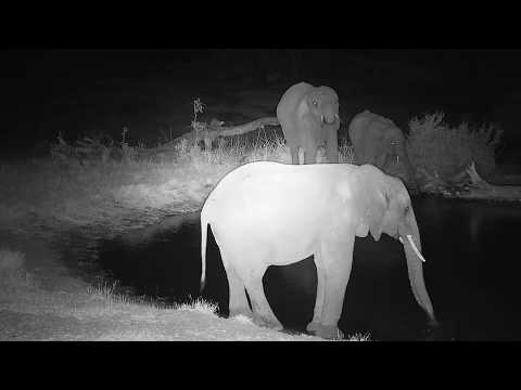 Djuma: Elephant herd comes for drink - 18:02 -  07/22/19