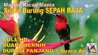 Download lagu Masteran Murai, Suara Burung SEPAH RAJA Durasi Panjang Terapi Suara Air Mengalir...FULL HD...!!! mp3 Download lagu Masteran Murai, Suara Burung SEPAH RAJA Durasi Panjang Terapi Suara Air Mengalir...FULL HD...!!! mp3