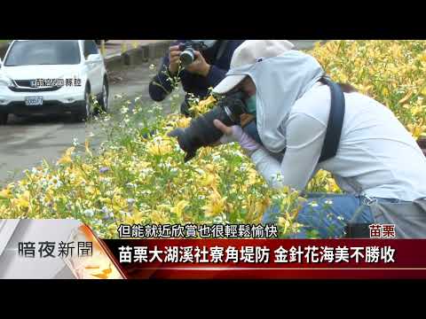 Rio Miaoli Dahu Sheliao Canto Aterro Agulha Dourada Flor Mar Mei Fusheng Tao [Jornal Hakka 20220503]