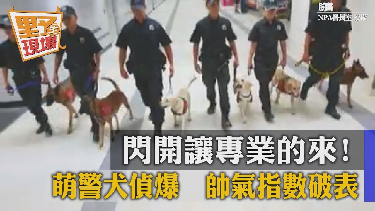 閃開讓專業的來!外貌實力兼具 警犬偵爆一把罩