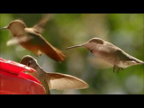 Passaro Livre video