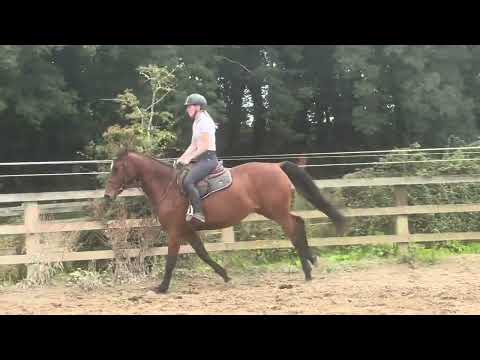 Horse - Image 2