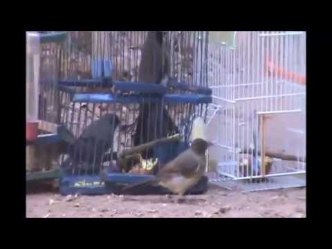 comment construire un piege a rat