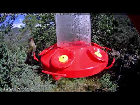 Amethyst-throated Mountain-gem First US Record on the West Texas Hummingbird Cam - Oct.14, 2016