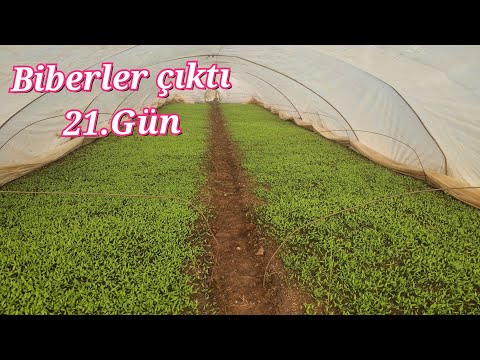 , title : 'Biberler 21. günde çıkışı tamamladı. Biber yetiştirme mersin Tarsus konaklar köyü'