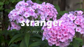 A stranger in my garden