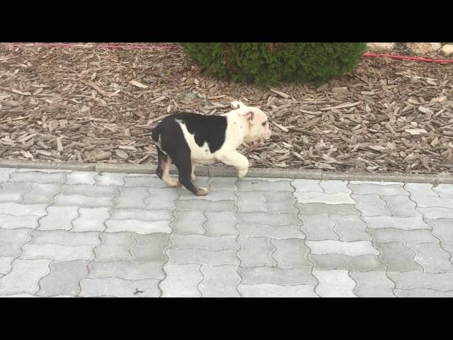 Miniature English Bulldog puppy for sale