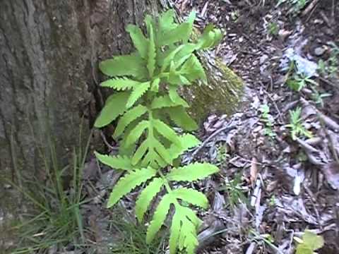 download lagu mp3 mp4 Onoclea Sensibilis, download lagu Onoclea Sensibilis gratis, unduh video klip Onoclea Sensibilis