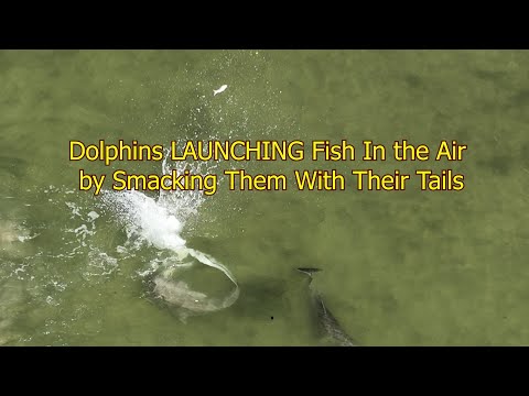 Dolphins Sending Fish Flying Through the Air By Smacking Fish With Their Tails. Fish Kicking.