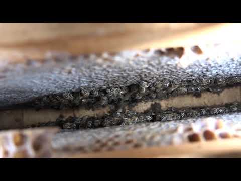 Boja meda ep. 89 19.11.2019. NAJAVA