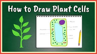 How to Draw Plant Cells