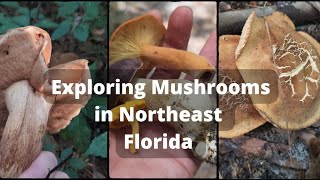 Exploring Mushrooms in Northeast Florida | Chanterelle, Milkcap and Bolete