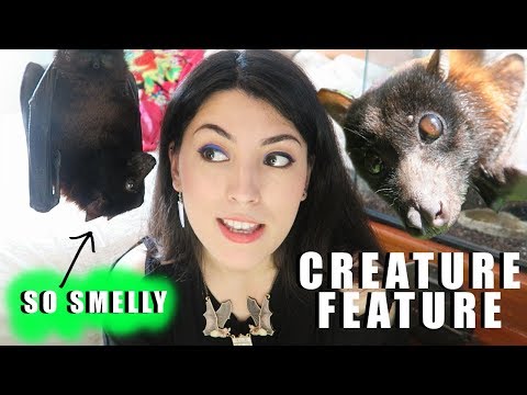 巨大フルーツバット｜かわいい噛む音｜インドのフルーツバット｜生き物特集 (GIANT Fruit Bat | CUTE CHEWING SOUNDS | Indian Fruit Bat | Creature Feature)