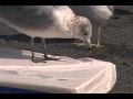 LandGull Feeder Project HQ Reupload LandGulls Project 2005
