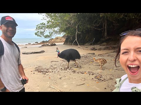 Cassowary's walking free along Etty Bay Beach - WHAT A EXPERIENCE!