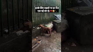 Heartbreaking Tale of a Stray Dog #dog