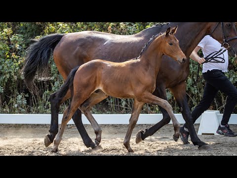 Nr. 50   Hengstfohlen "Haaland" von Helium - Hohenstein