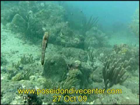 Seepferd - Taganga - Kolumbien