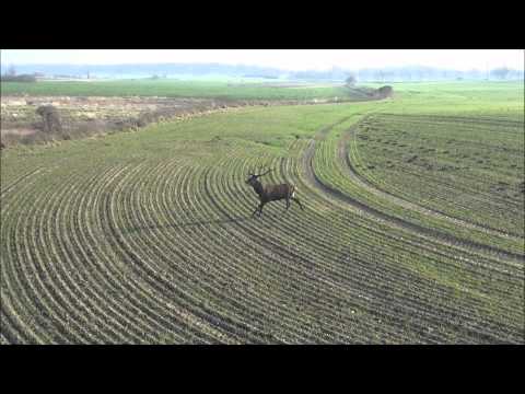 Drückjagd, Hirsch. Rotwild .Deer, Hunting . Polowanie. Schwarzwidfieber, Jagd, Jäger, Natur.