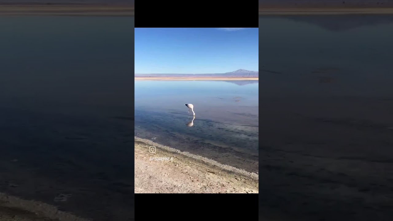 Daphne Klein Reitich-10