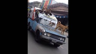 animales  perros en el coche