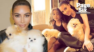 Kim Kardashian slammed for video of dogs appearing to live in garage | Page Six Celebrity News