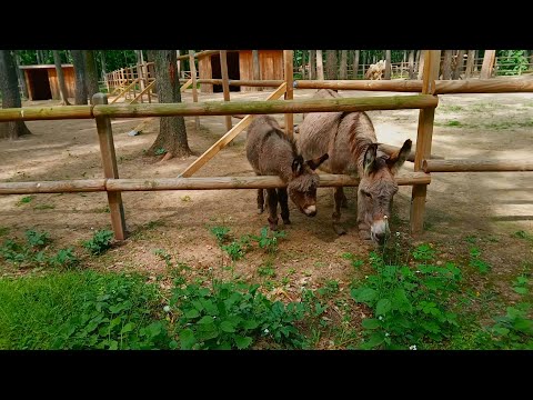 Edenland Park Zoo si casute in copaci