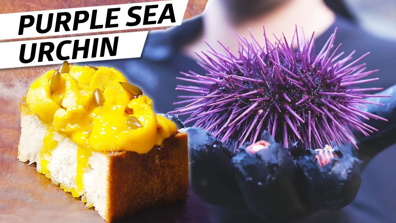 How to Catch and Eat Purple Sea Urchin Deep Dive