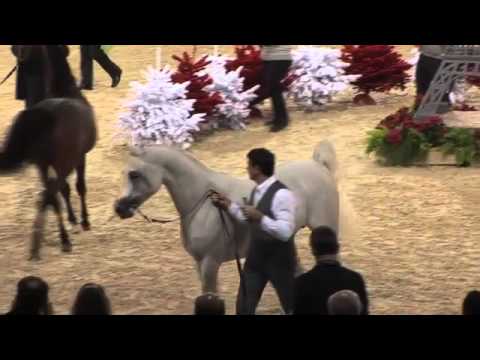 Shanghai EA proudly bred and owned by Equus Arabians