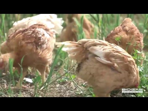 Amadori: Green energy from leftover breadcrumbs - ITA with English subtitles