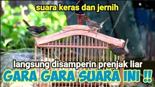 Download lagu Mp3 Prenjak Kepala Merah Ribut mp3 Download lagu Mp3 Prenjak Kepala Merah Ribut mp3