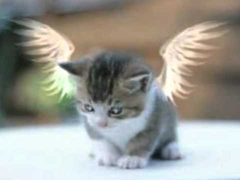 JAVI NAVARRO SIMPLEMENTE TU