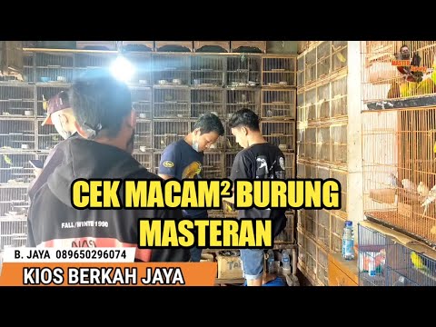 MASTERAN YANG DI BURU PARA KICAU MANIA DIPASAR BURUNG PRAMUKA | srindit srdc samyong cak rante kinoy