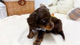 ミニチュアダックスの動画02