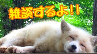 【のんびりと】だべんべーฅ^•ﻌ•^ฅ【雑談】