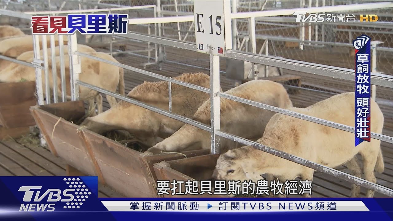 咩!中美洲紐西蘭在這 貝里斯成綿羊故鄉