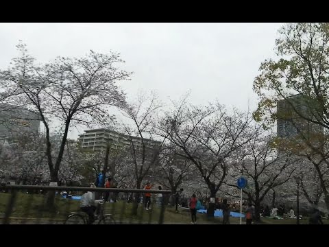 2017 Cherry blossoms (桜) @ Kema Sakuranomiya Park (桜之宮公園), Osaka (大阪市), Japan (日本)
