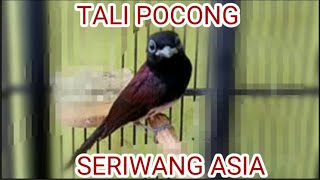 Download lagu SUARA BURUNG TALI POCONG / SERIWANG mp3 Download lagu SUARA BURUNG TALI POCONG / SERIWANG mp3