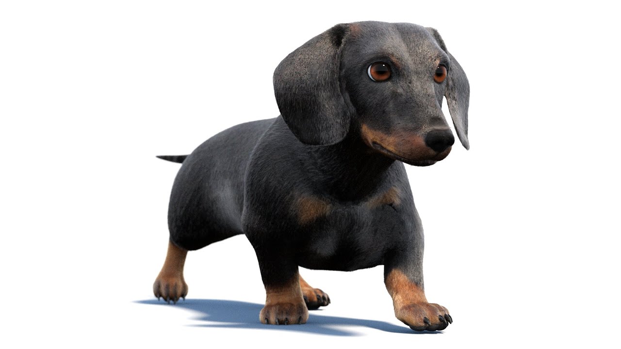 Black Dachshund Dog Animated Fur 3D Model